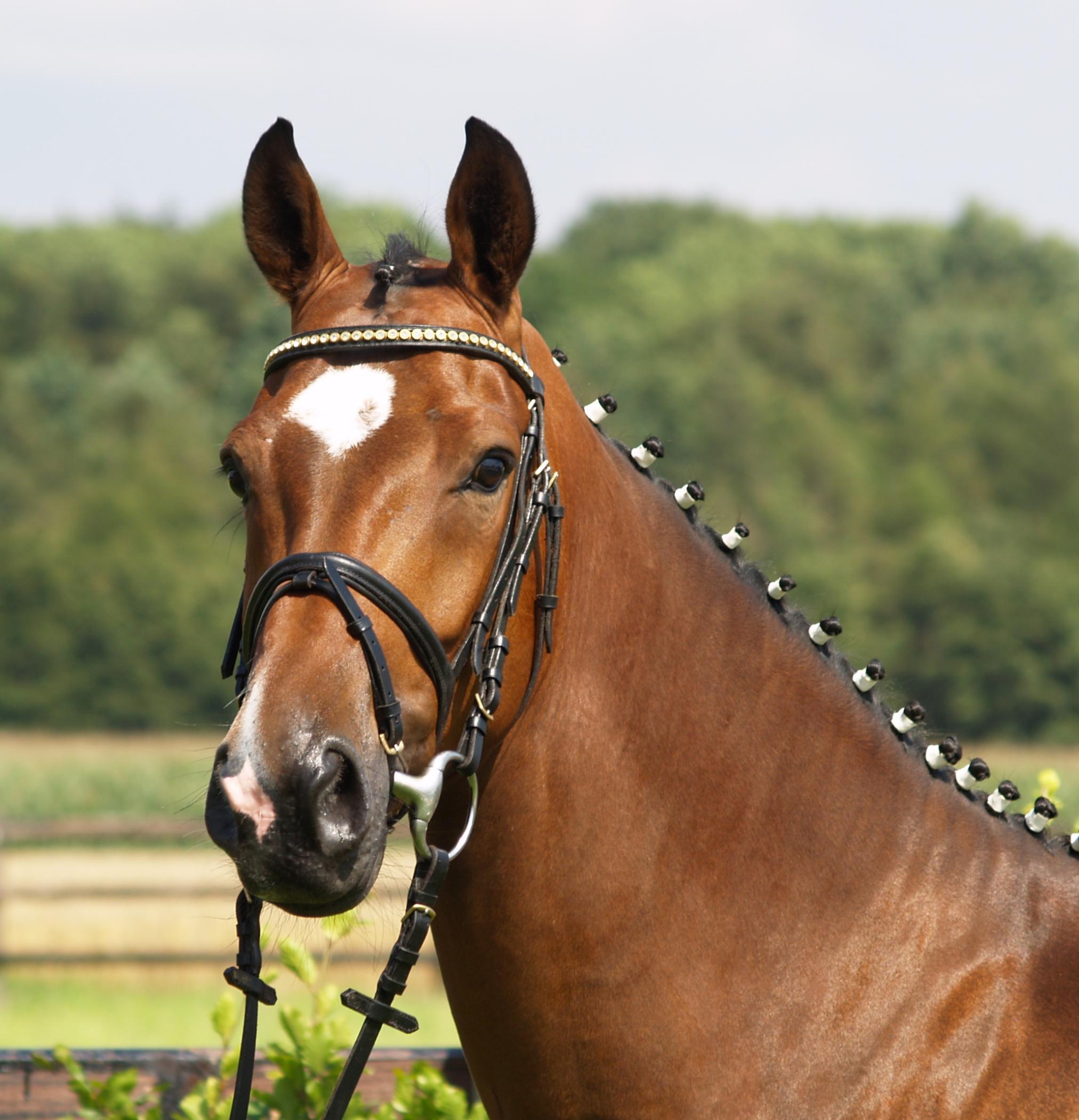 HW Farm SOLD Horse Lightning Jack HW